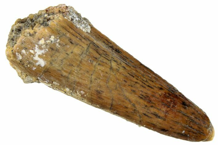 Juvenile Fossil Spinosaurus Tooth - Real Dinosaur Tooth #296879